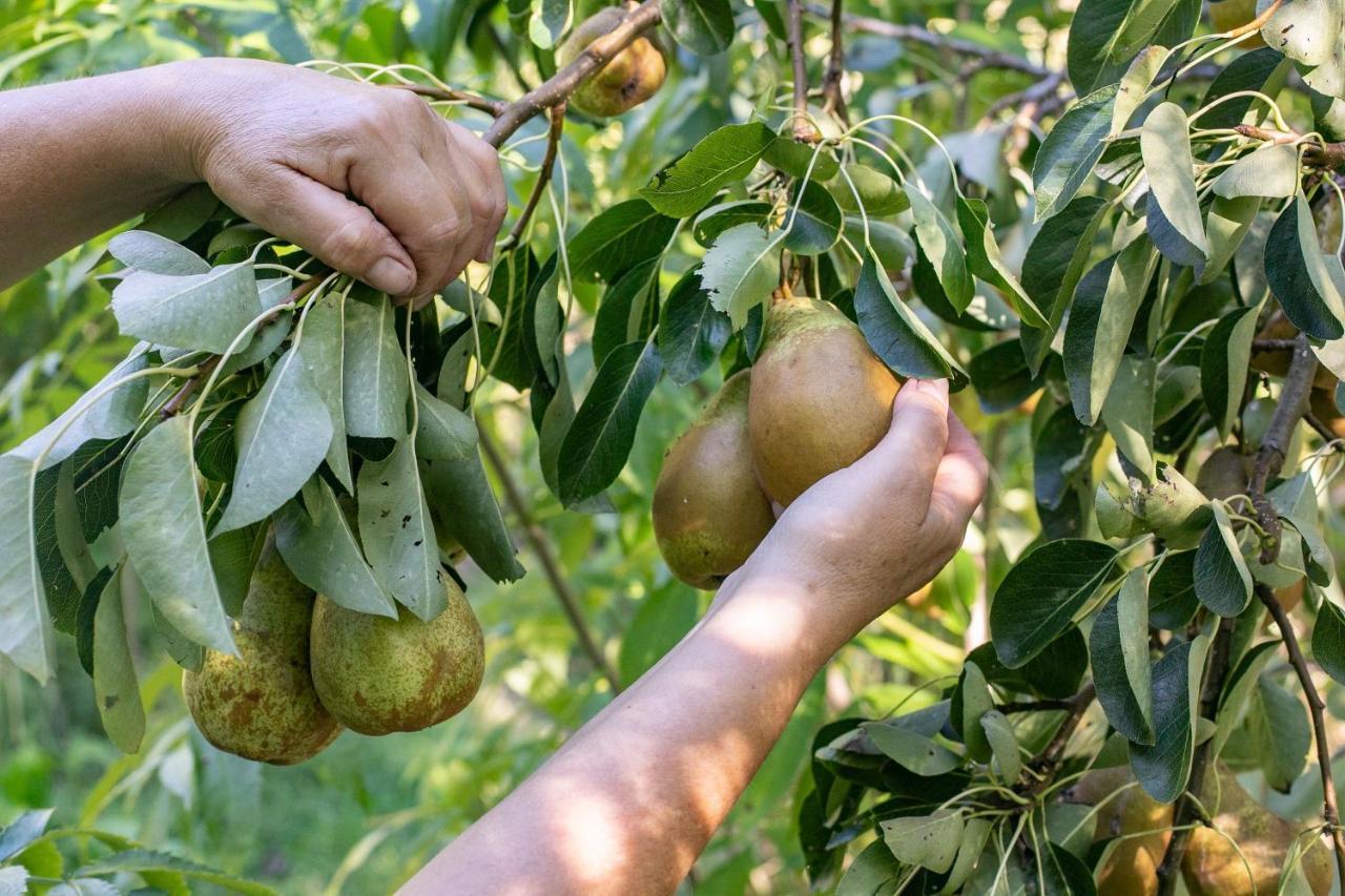 Tinui Food Forest Cottage Whareama エクステリア 写真